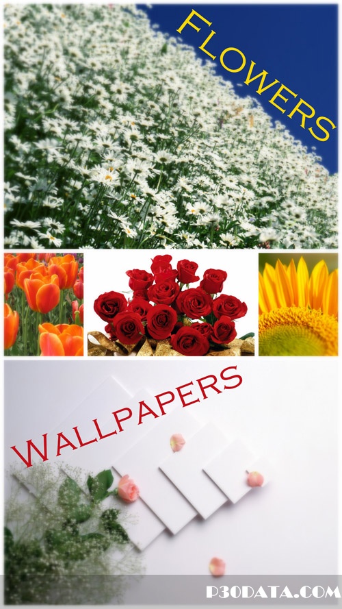 flowers wallpapers