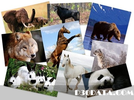 50Beautiful Animals HD Wallpapers