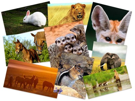 50Beautiful Animals HD Wallpapers