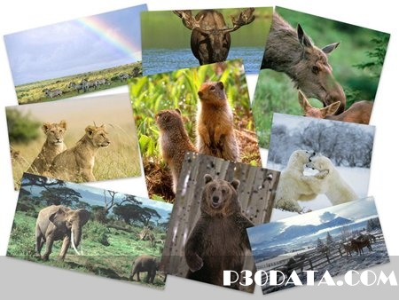 55Wonderful Animals HQ Wallpapers