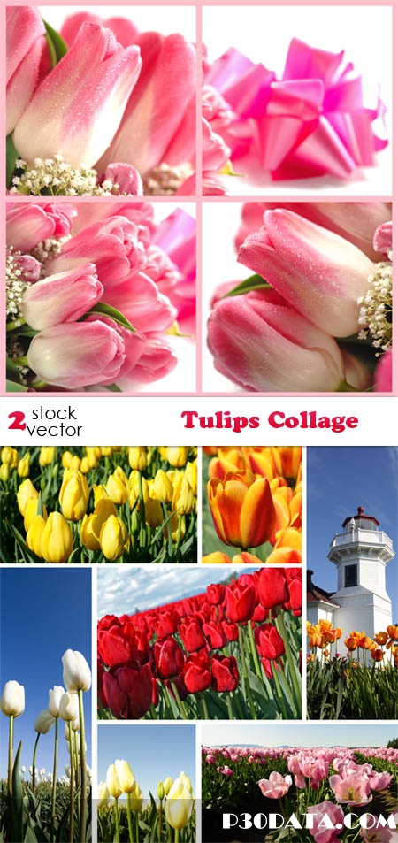 Photos - Tulips Collage