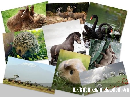 50Beautiful Animals HD Wallpapers