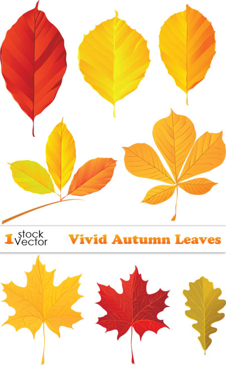 Vivid Autumn Leaves Vector