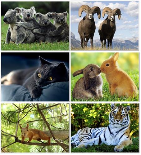 SuperPack Beautiful Animals HD Wallpapers